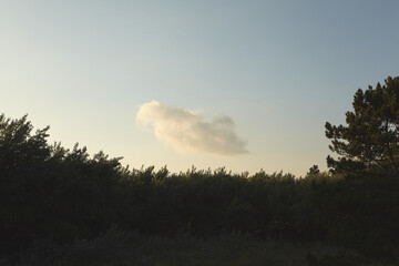 sunset in the forest