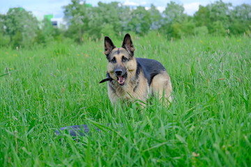 A German shepherd dog plays with a wheel on a green field