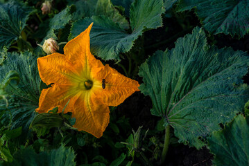 Beautiful yellow pumpkin flower Squash garden backyard  field soil, Zucchini or courgette,  Agriculture concept ingredient leaves Honey bee, green background