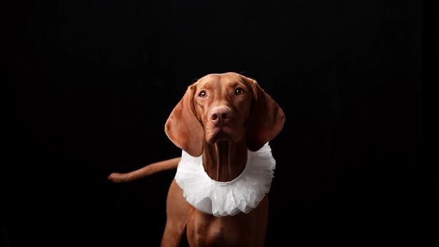 dog in the collar of the frill. Beautiful Hungarian Vizsla on a black background in the studio