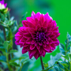 Obraz premium Beautiful Purple Red Dahlia Dahlstar Sunset Pink (Dahlia pinnata) deep pink flower, green background