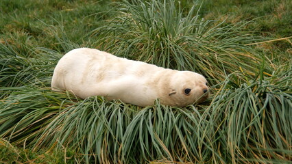 Leucistic Antarctic fur seal (Arctocephalus gazella) lying on a clump of tussock grass at the old...