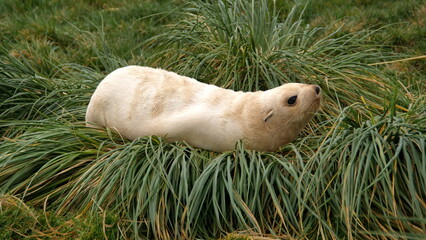 Leucistic Antarctic fur seal (Arctocephalus gazella) lying on a clump of tussock grass at the old...