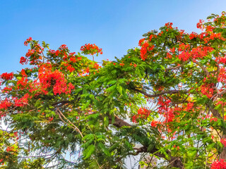 Beautiful tropical flame tree red flowers Flamboyant Delonix Regia Mexico.
