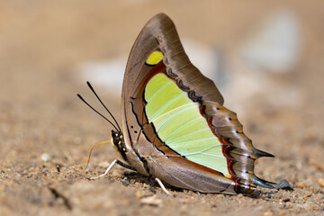 Common Nawab butterfly drinking water on soil
