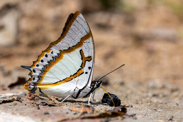 Fototapeta na wymiar Shan Nawab butterfly drinking water on soil