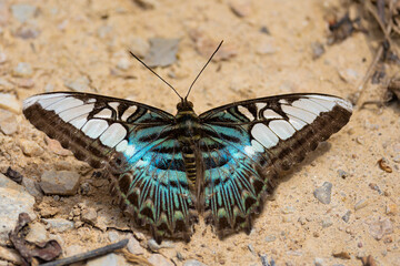 Fototapeta na wymiar Parthenos sylvia butterfly standing on the soil