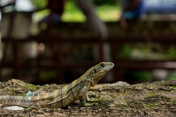 Iguana on the rock