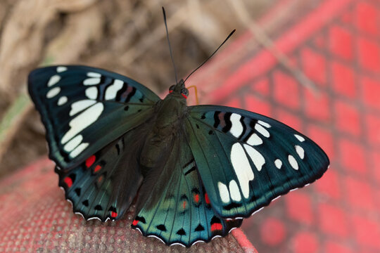 Common Gaudy Baron butterfly standing on red shoes.