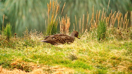 South Georgia pintail (Anas georgica georgica) at the old whaling station in Grytviken, South Georgia Island