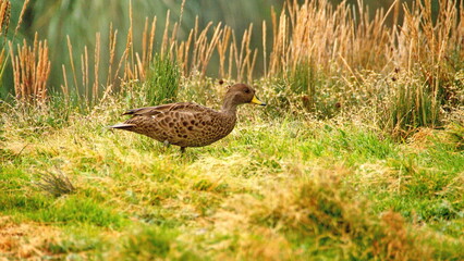 South Georgia pintail (Anas georgica georgica) at the old whaling station in Grytviken, South Georgia Island