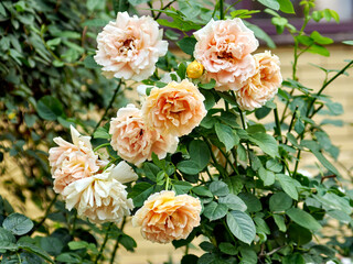 White flower peony flowering on background white peonies flowers. Nature.