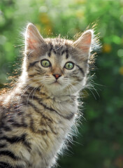 A cute tabby cat kitten, 9 weeks old, posing in a garden against the light and looking curiously