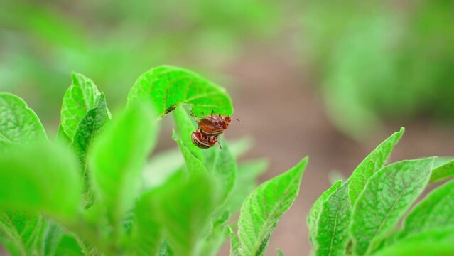 Colorado potato beetles mate on the back of a potato leaf close-up, blurred background