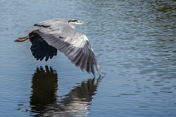 Grey heron skimming across the water