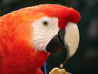 macaw parrot