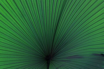 Obraz premium Beautiful palm leaves, green background, closeup. Exotic plant