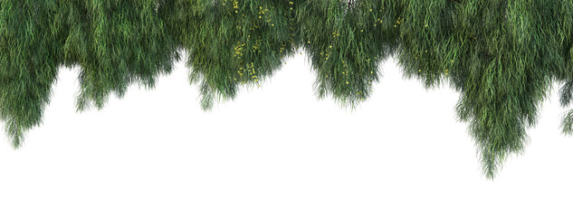 Fototapeta premium Ivy on a transparent background 