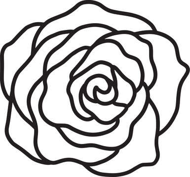rose illustration line drawing