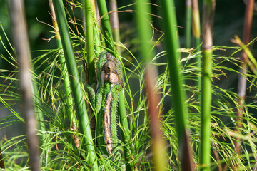 Close up of a Cape Dwarf Chameleon - Bradypodion pumilum- camouflaged between thin green reeds. Selective focus