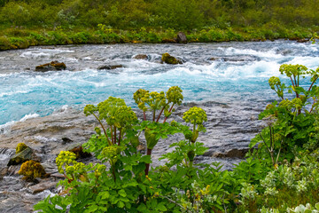 blauer Fluss mit Engelwurz im Vordergrund