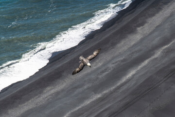 fliegende Möwe von oben über schwarzem Strand mit Wellen am Meeresrand