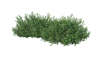 Shrubs and plants on a transparent background
