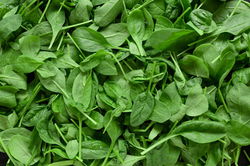 Spinach background full image. Top view