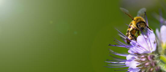 Bee and flower phacelia. Close up of a large striped bee collecting pollen from phacelia on a green background. Phacelia tanacetifolia (lacy). Macro, banner