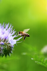 Bee and flower phacelia. Close up flying bee collecting pollen from phacelia on a sunny day on a green background. Phacelia tanacetifolia (lacy). Summer and spring backgrounds - obrazy, fototapety, plakaty