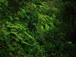 fern in the forest / helecho en el bosque