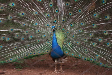 Obraz premium peacock with feathers
