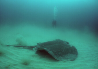 underwater scene , ray , sea life  , caribbean sea