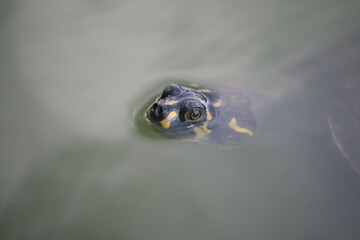 turtle in water