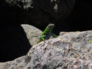 lizard on rock