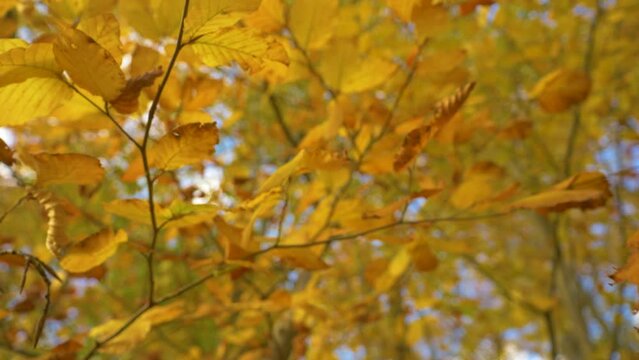 BOTTOM UP, CLOSE UP: Beech tree twigs with vibrant yellow colored leaves in fall. Stunning colorful shades of autumn in deciduous forest. Beech branches and twigs full of vivid foliage in fall season.