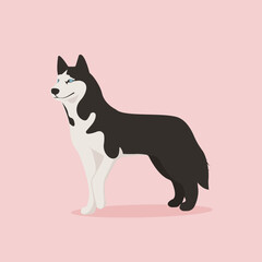 Fototapeta premium vector illustration of a husky dog