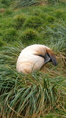 Leucistic Antarctic fur seal (Arctocephalus gazella) lying on a clump of tussock grass at the old...