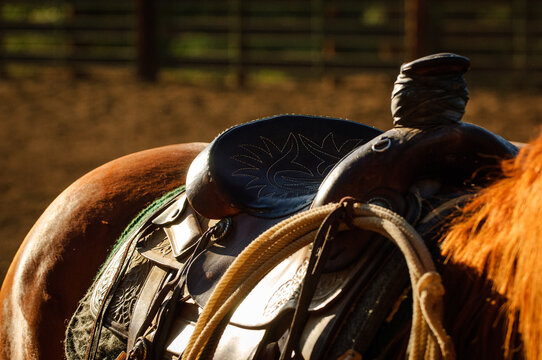 Western roping saddle with rope on a horse