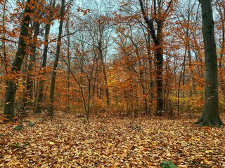 Orange forest
