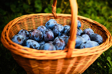 Plum fruit in basket