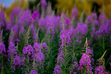 Pink flowers of ivan-tea boil in the sunset rays of the sun close-up. Chamaenerion angustifolium