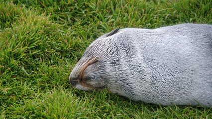 Close up of an Antarctic fur seal (Arctocephalus gazella) in the grass at the old whaling station in Grytviken, South Georgia Island