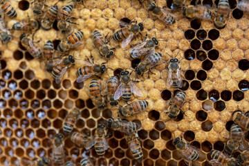 A bee colony on natural honeycomb.