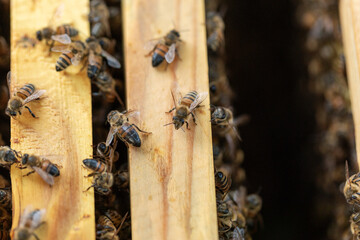 Macro close up of a bee on the wooden part of the beehive among the bee colony.