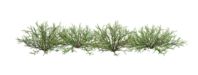 Fototapeta premium Shrubs and plants on a transparent background 