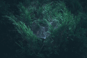 Spider web on a Thuja evergreen plant