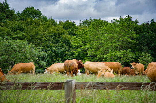 Cow farm in Blarney. Lime grove.