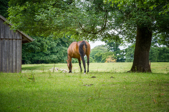 Horse farm in Blarney. Lime grove.