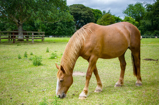Horse farm in Blarney. Lime grove.